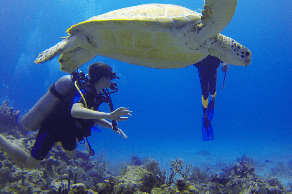 Tartaruga-marinha nadando com mergulhador.