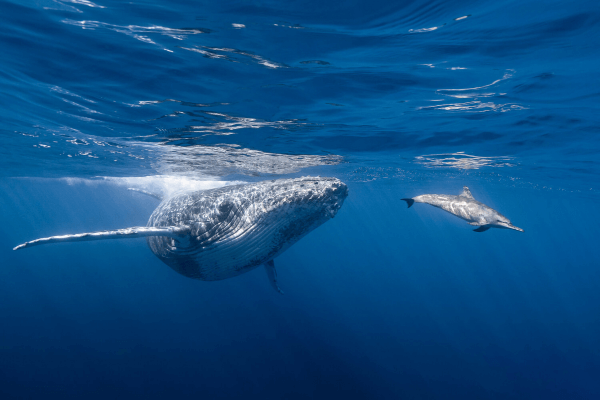 Baleia e golfinho nadando juntos no mar azul