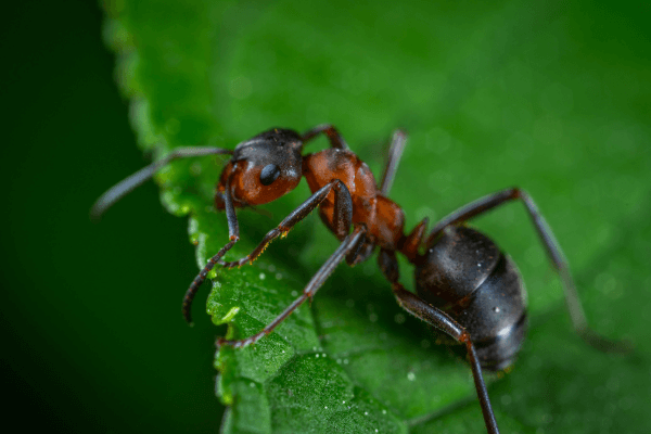 Formiga em uma folha verde.